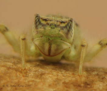 Orthemis ferruginea, nymph